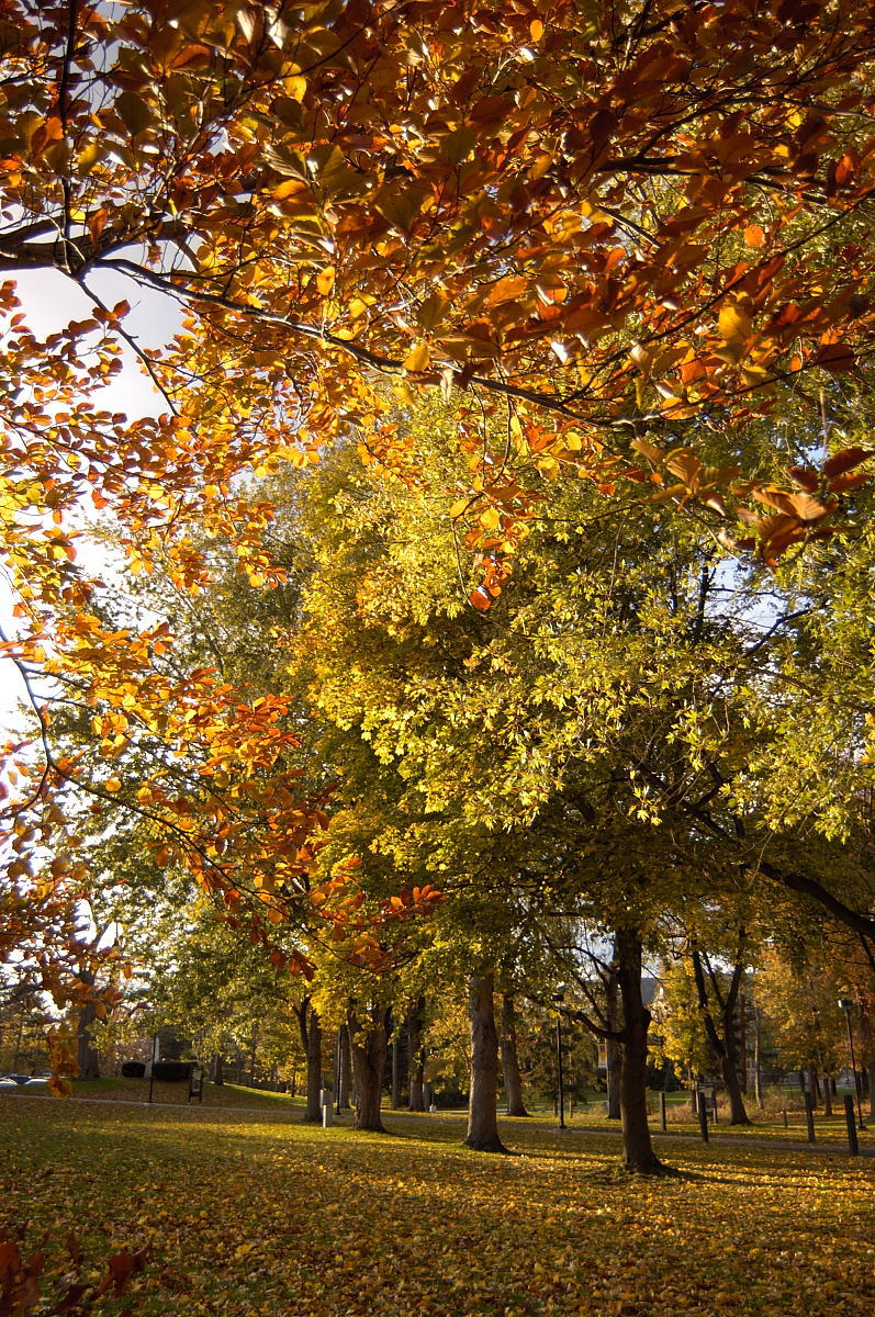 an image of a park scene with many trees