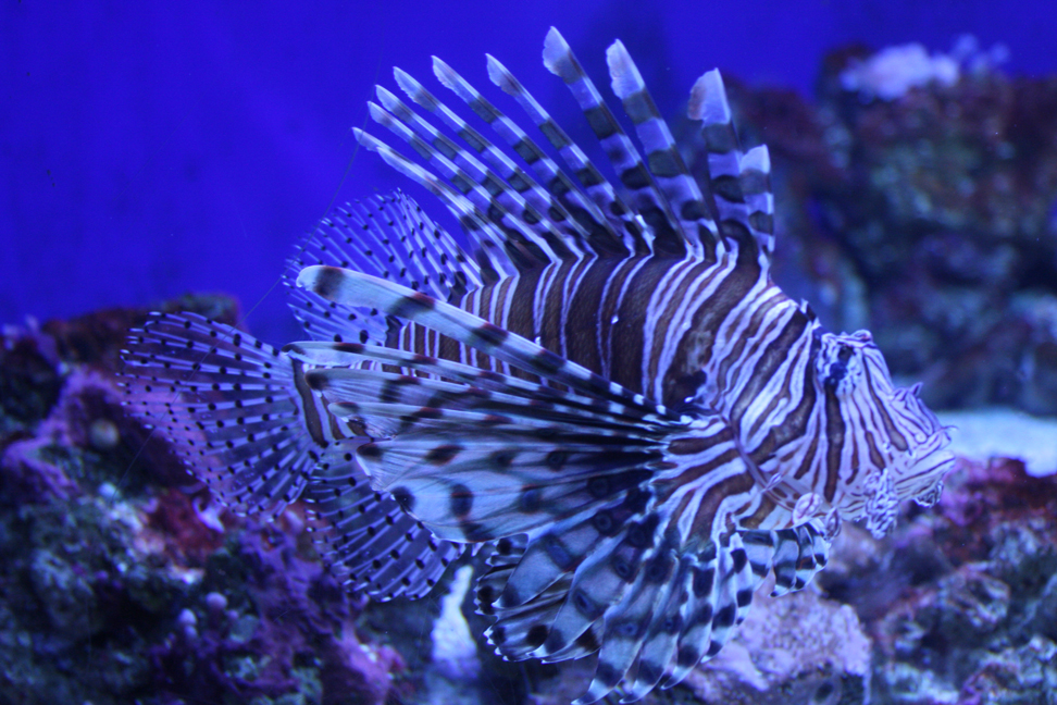 a lionfish with long thin claws is swimming in the water