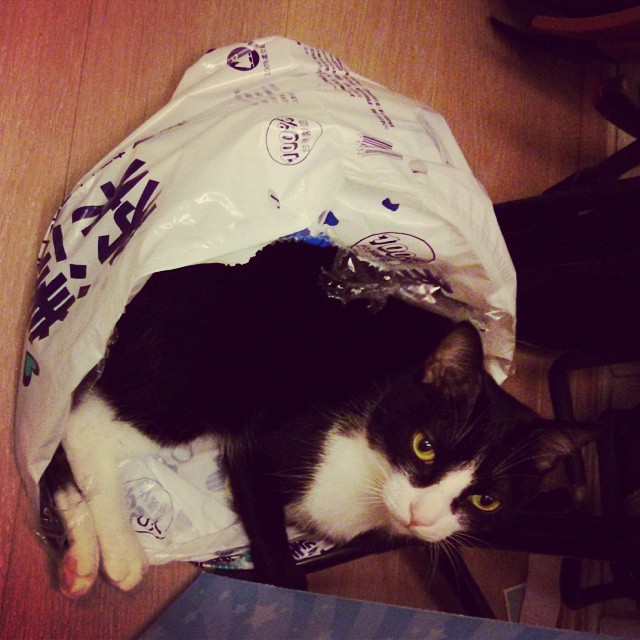 a black and white cat laying in a bag on a table