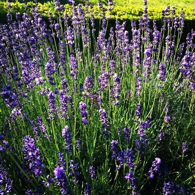the lavender plants are beginning to grow in the garden