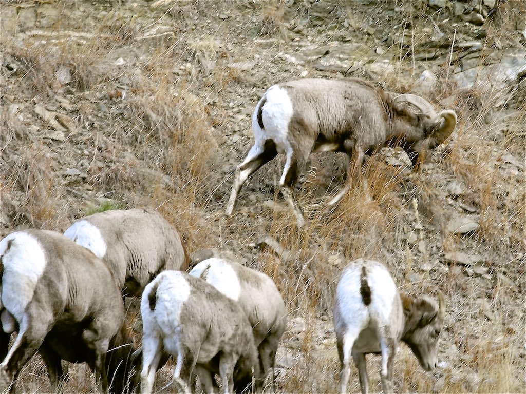 many sheep are grazing and looking very cute