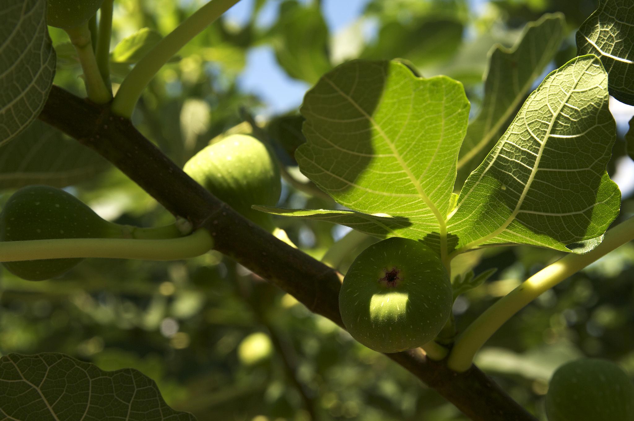 close up of green leaves on tree with bright sun in the background