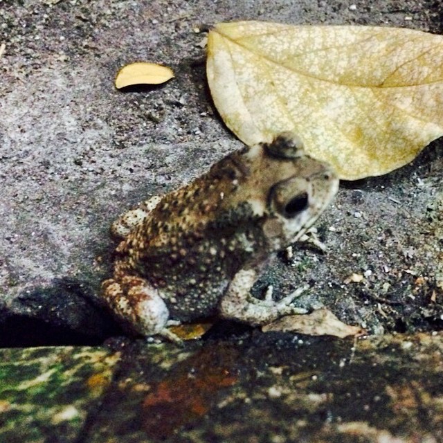 a toad on the ground next to a dry leaf