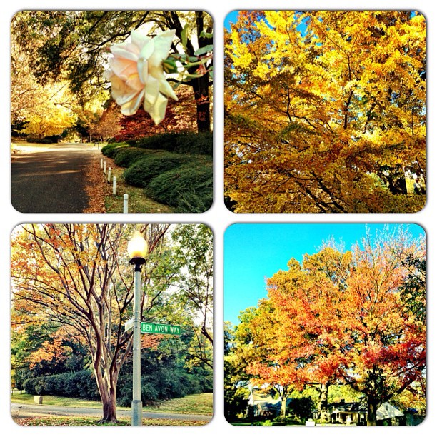 four seasons of leaves and their colors