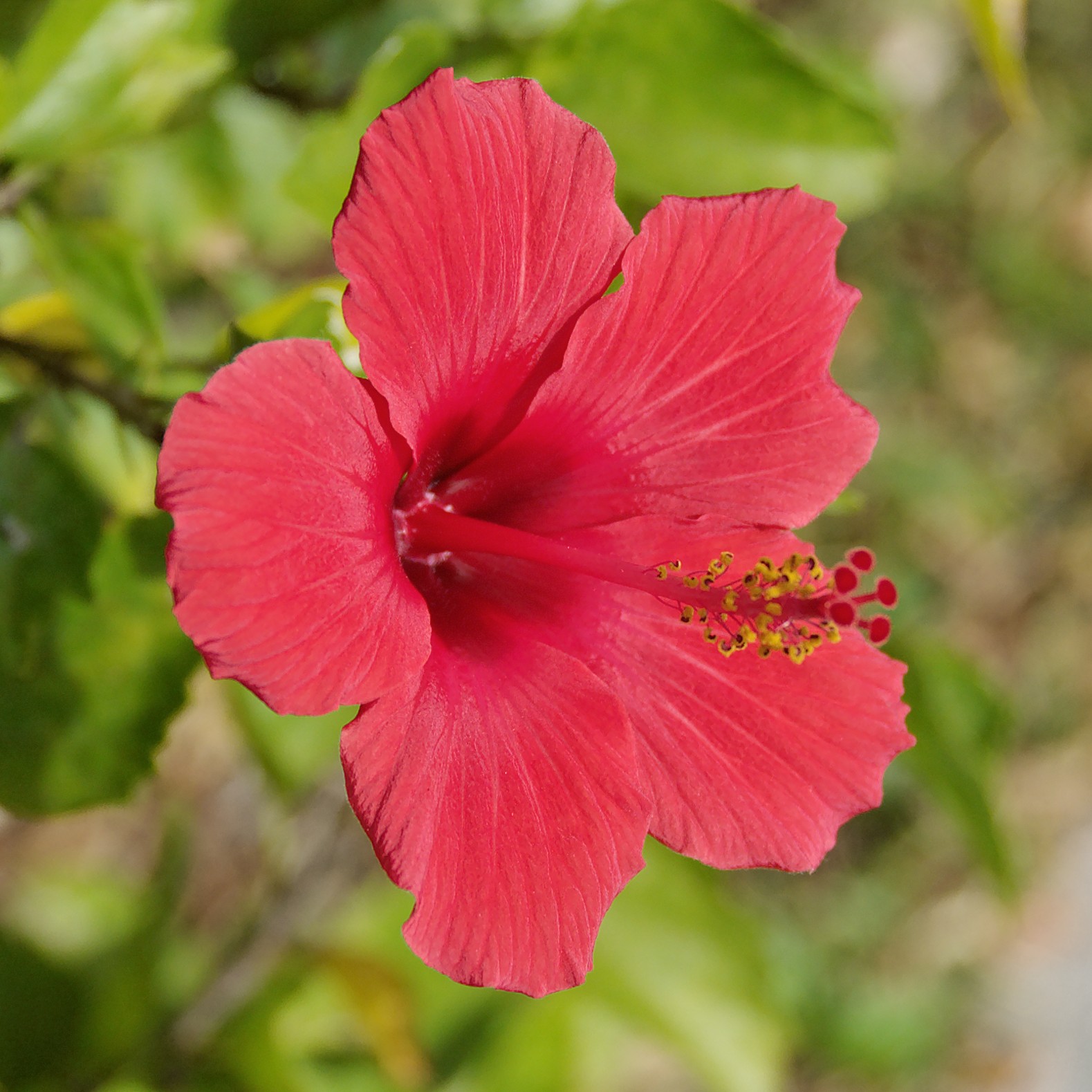 a bright pink flower growing in the garden