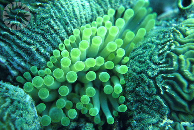 the underside of an green coral