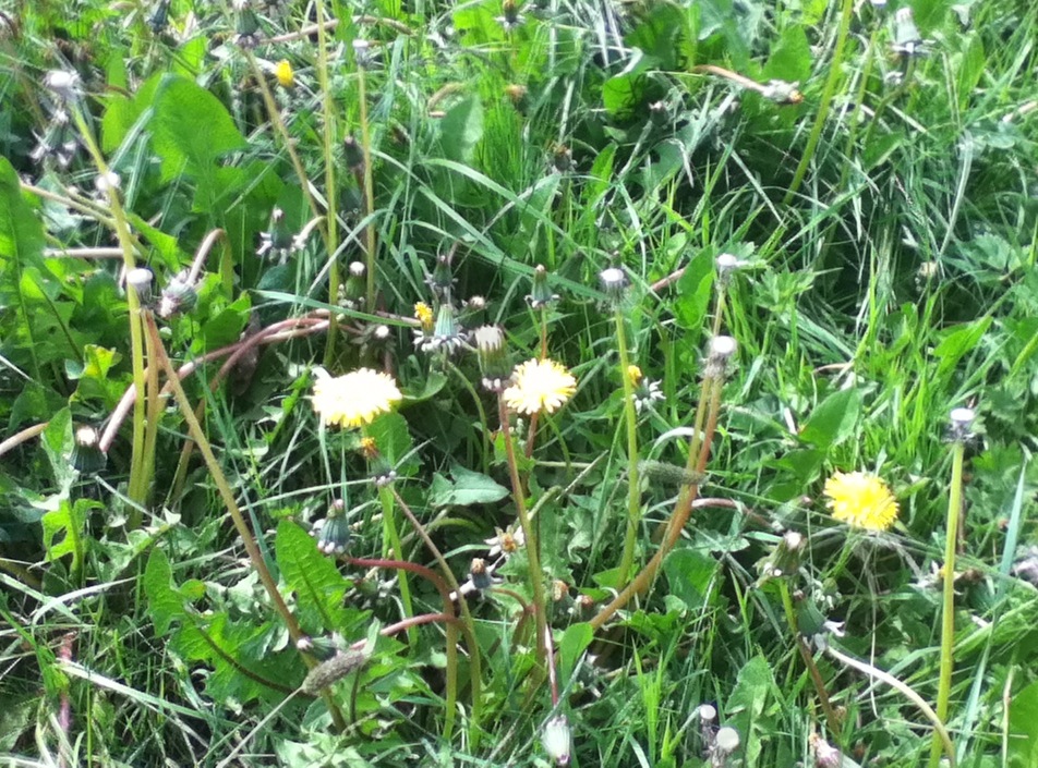 weeds and dandelions in an overgrown field