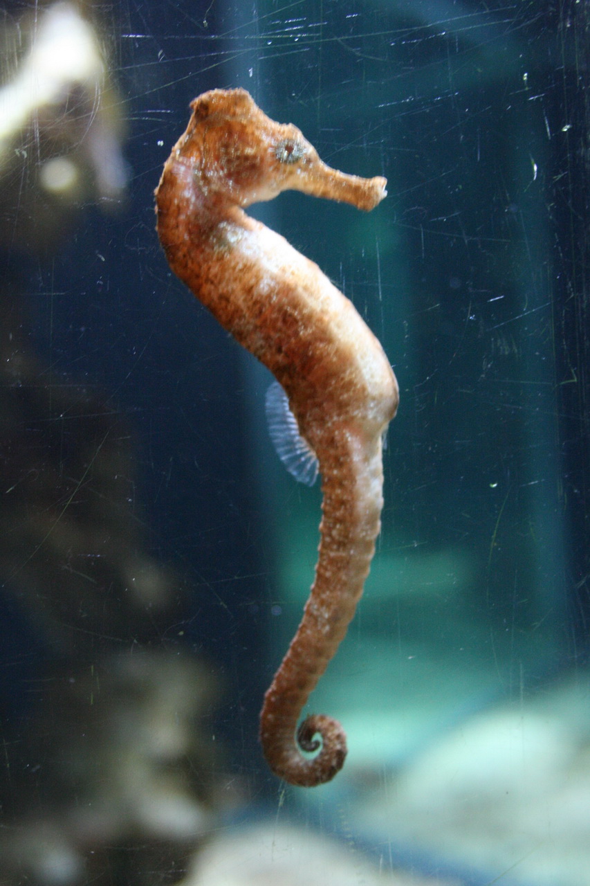 a sea horse is standing upright in the water