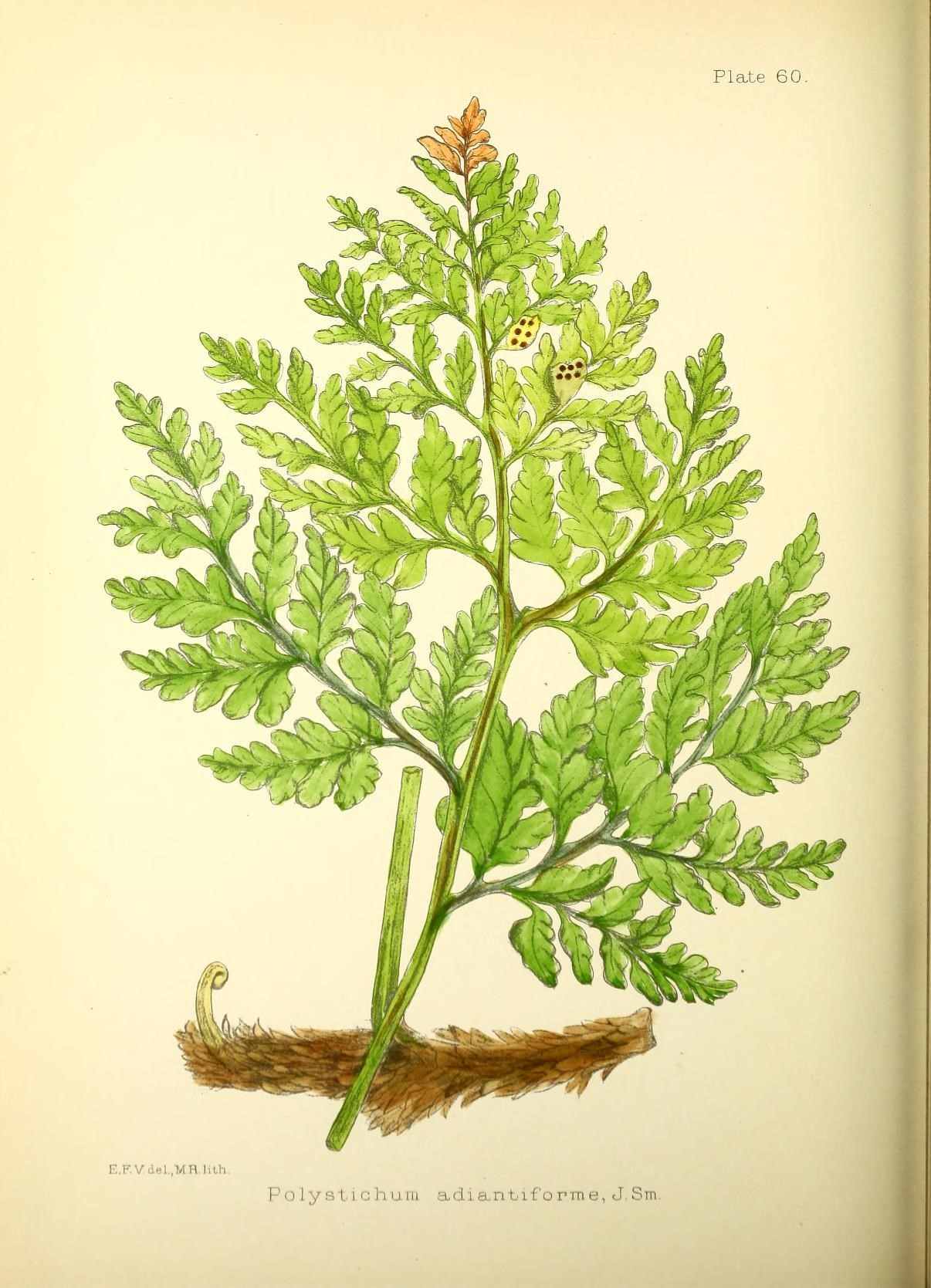 an illustration of a green plant in a book