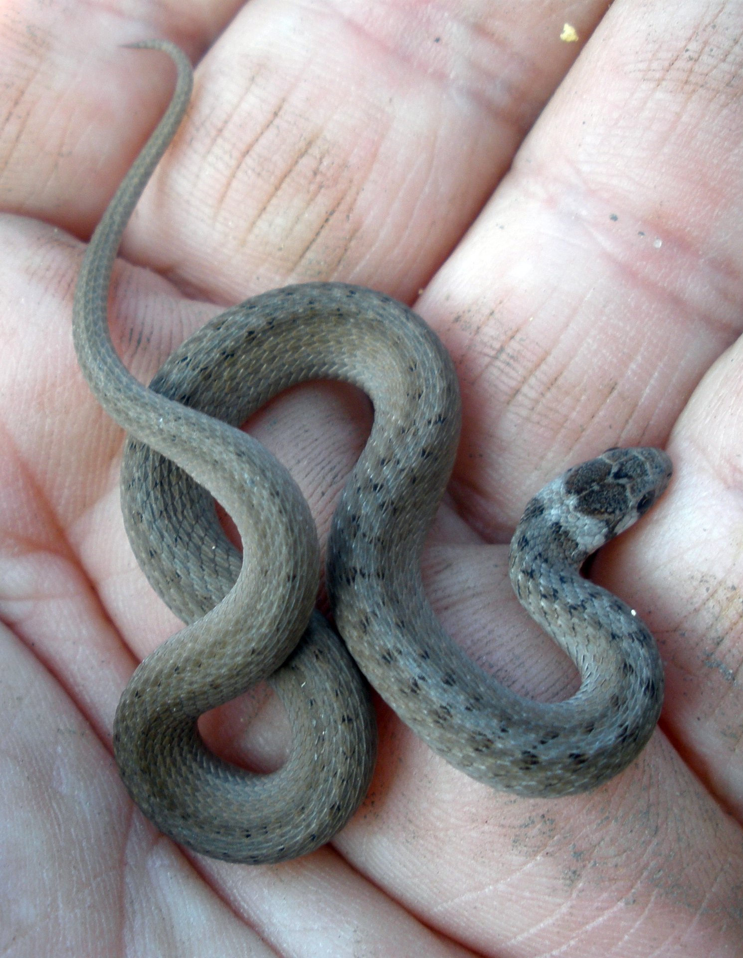 a black and gray snake in the palm of a man's hand