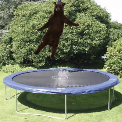 a large bear jumps over a small blue trampoline