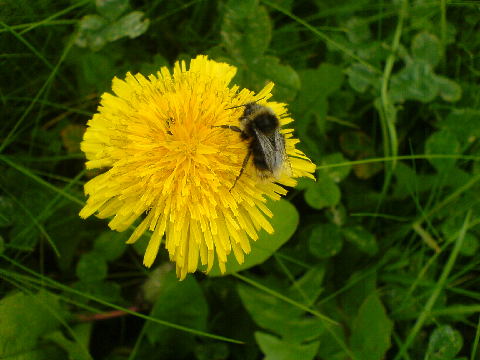 bee on dandelion plant with green leaves in the background