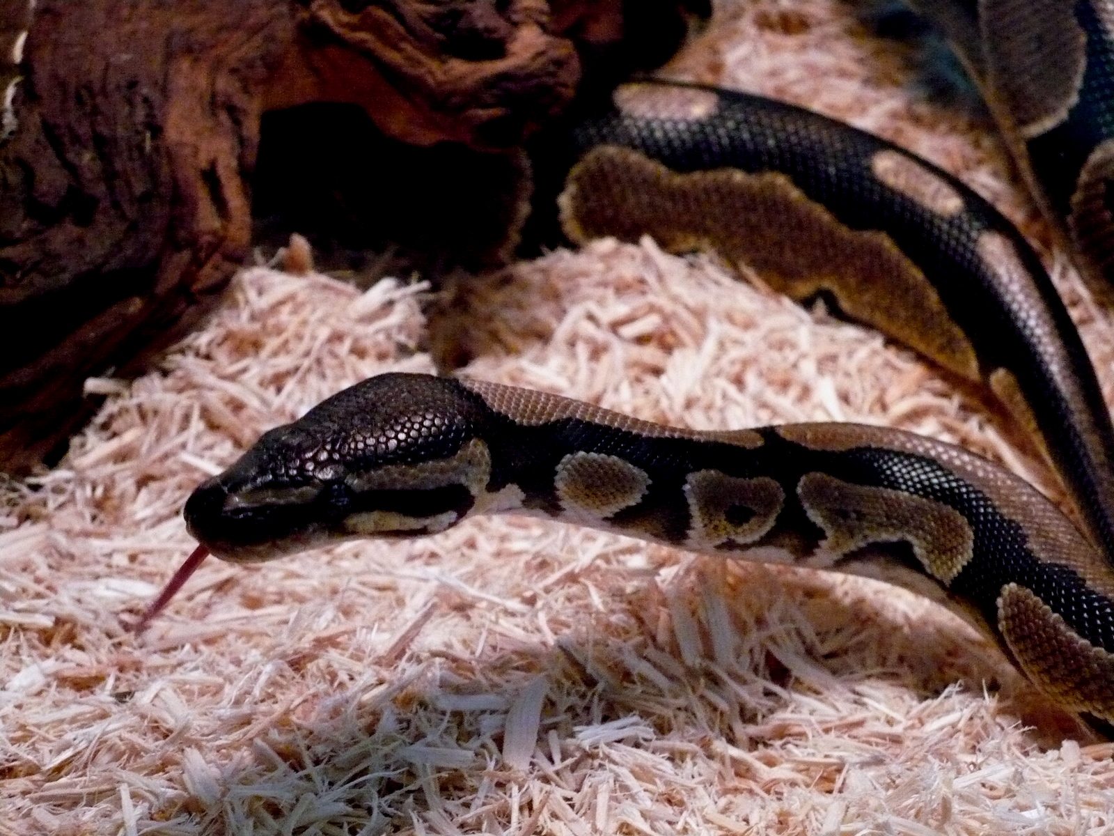 a snake sitting on some wood shavings