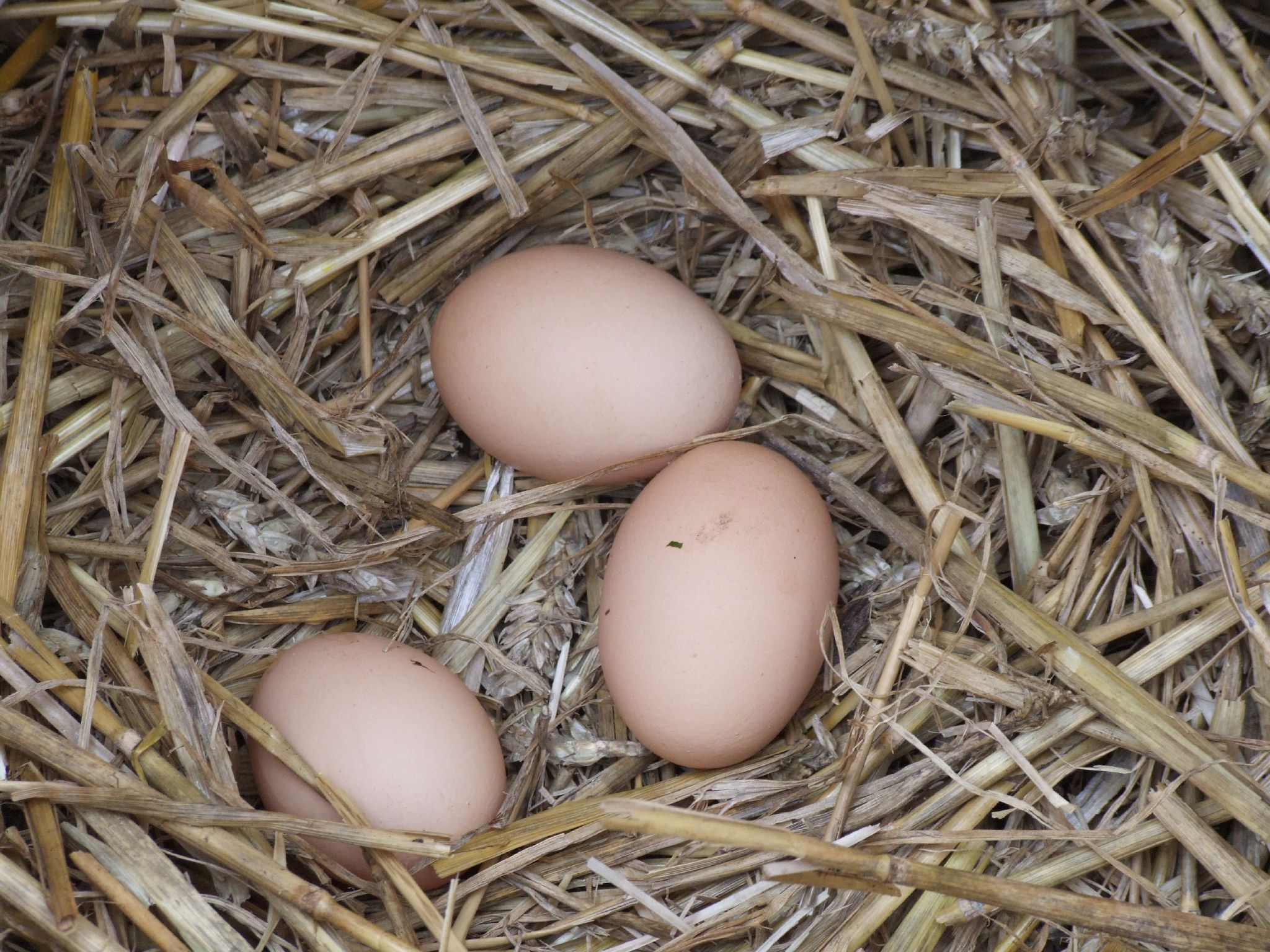 three eggs in some hay are lying together