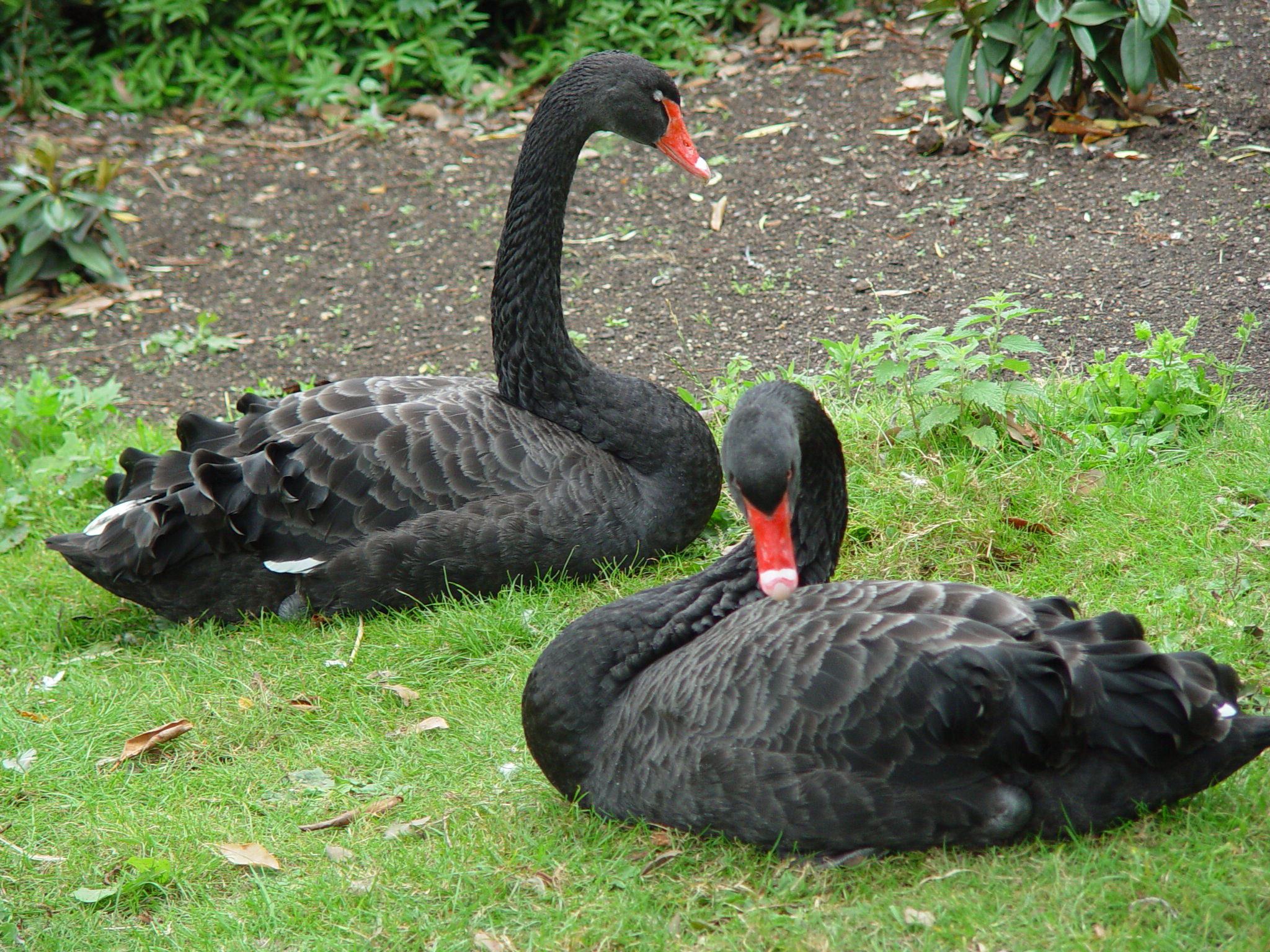 two large black swans are sitting in the grass