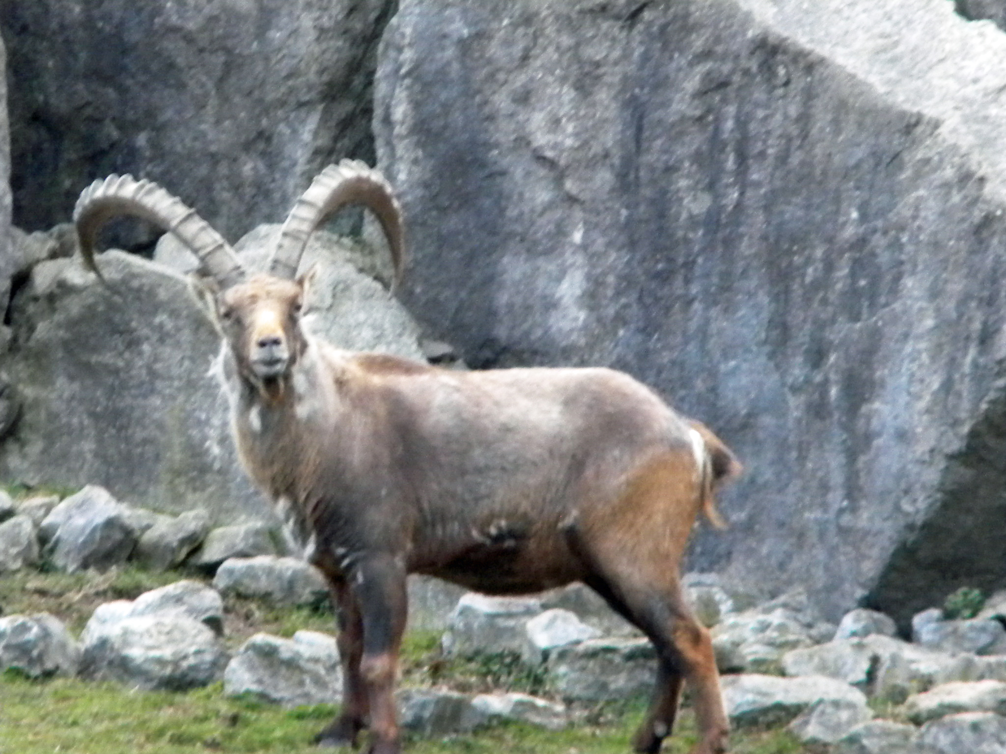 a mountain goat is standing in front of a rock wall