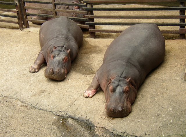 two hippos laying down on the ground beside each other
