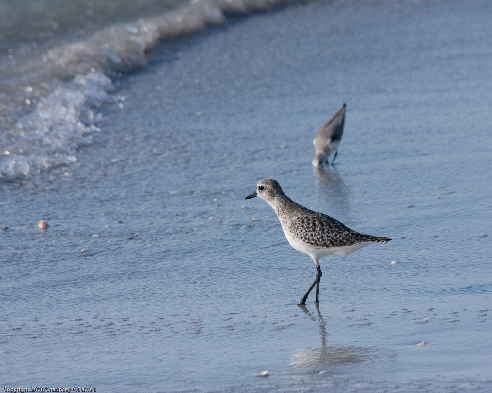 a small bird is walking along the beach