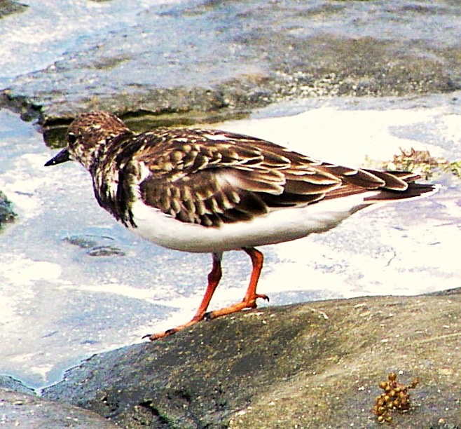 a bird is standing on some rocks in the water