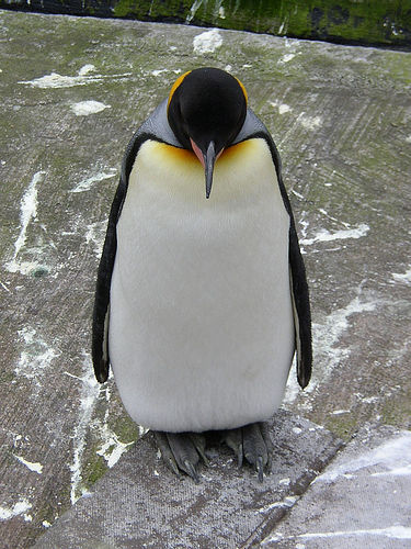 a small penguin stands on top of a rock