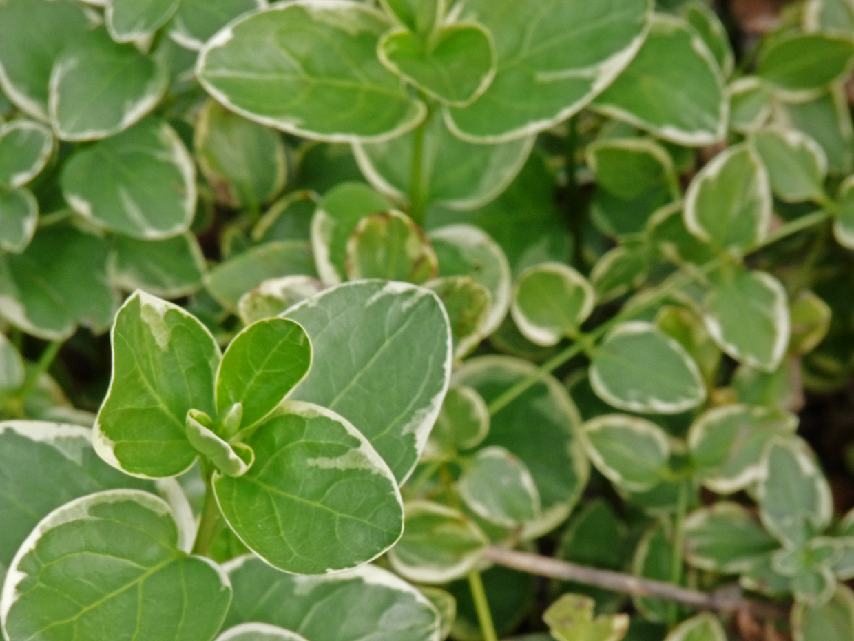 the plant is very large and has leaves growing