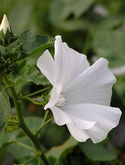 this is a white flower with leaves in the background