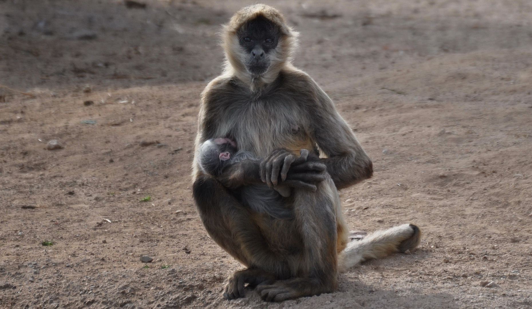 a monkey sitting on top of a dirt ground