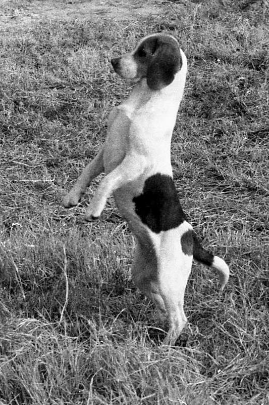 dog stretching up to catch frisbee on field