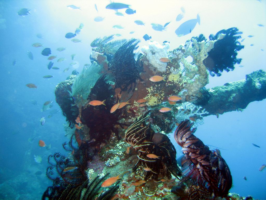 a tree is covered with many sea life