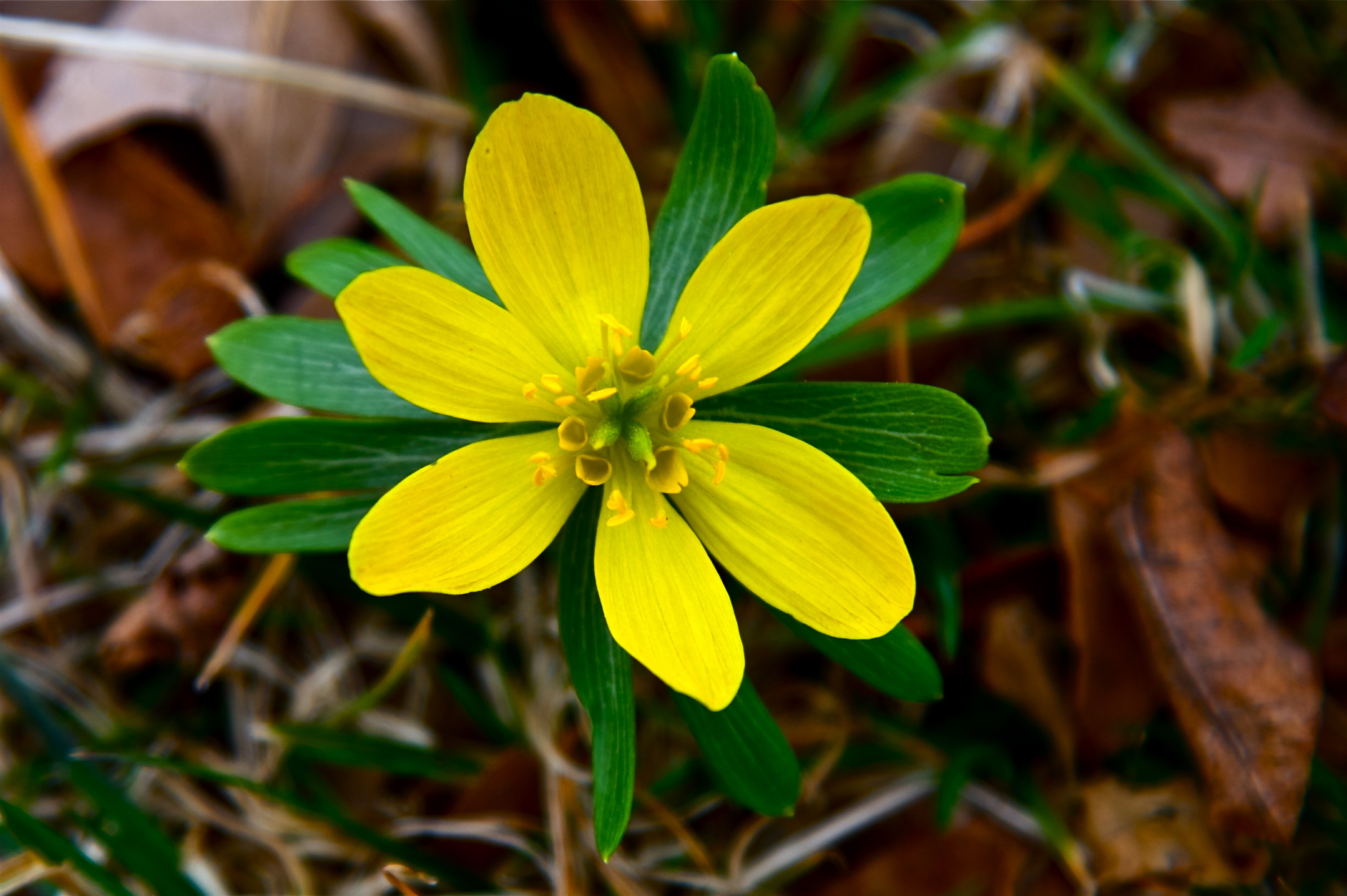 small yellow flower with green leaves in the grass