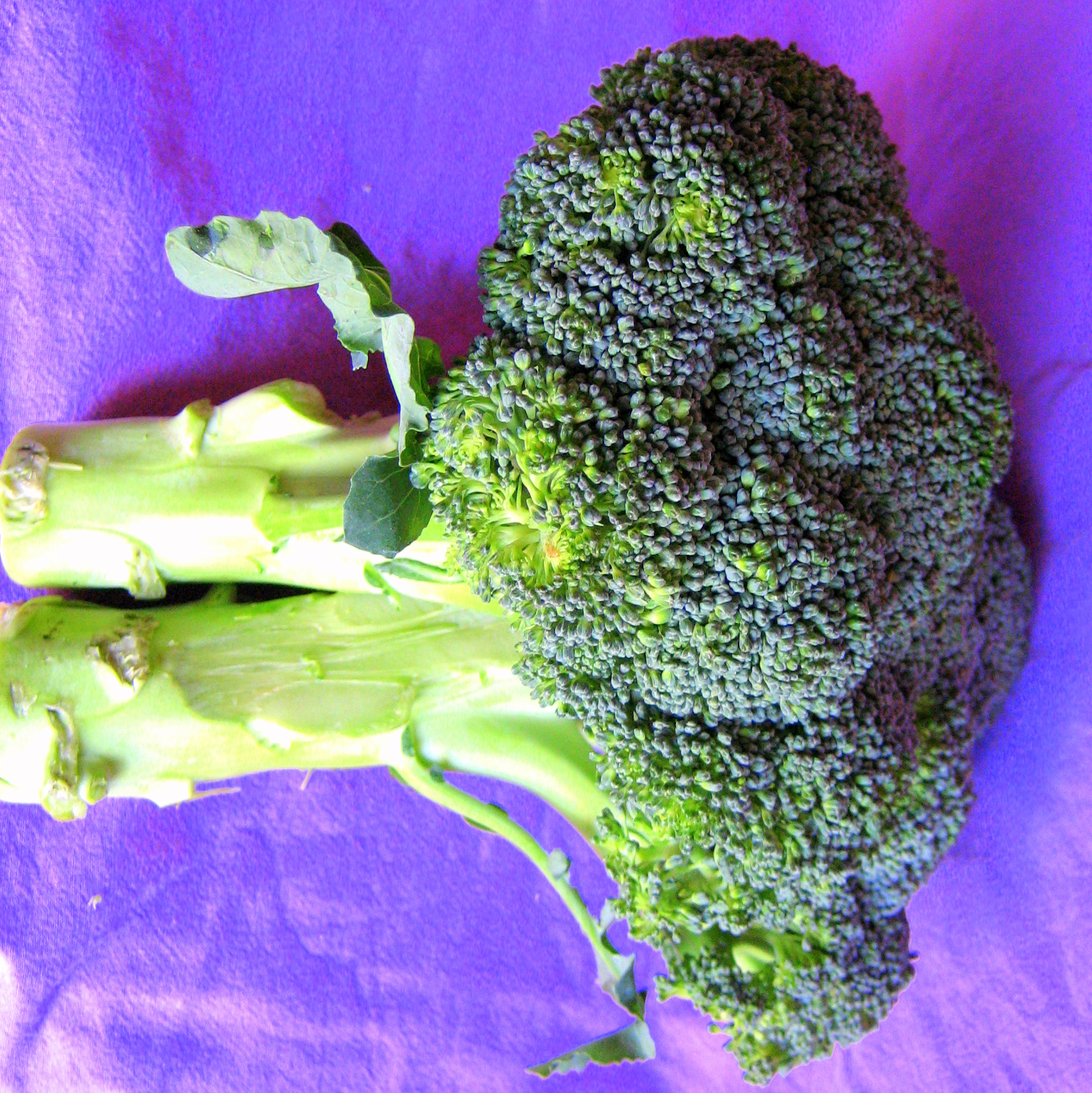a head of broccoli with three leaves