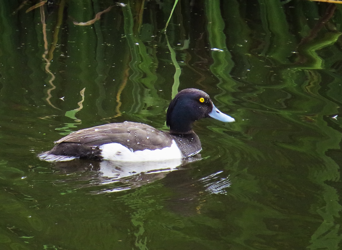 a duck floats on water near green plants