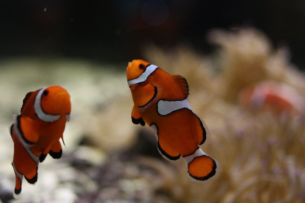 two clown fish in an aquarium looking at each other