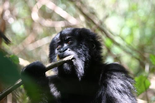 a black monkey holding a nch in its mouth