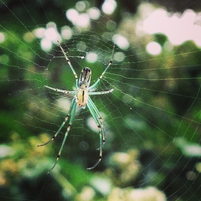 a big green spider hanging upside down on its web