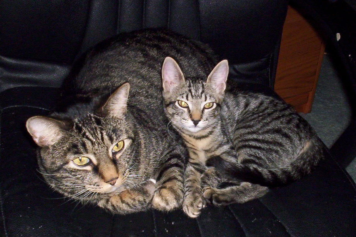 two cats sitting next to each other on top of a chair