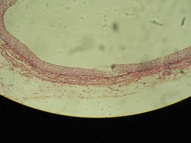 an animal's cells are shown in this image