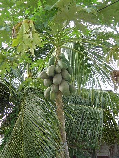 some palm trees with bunches of fruit growing from them