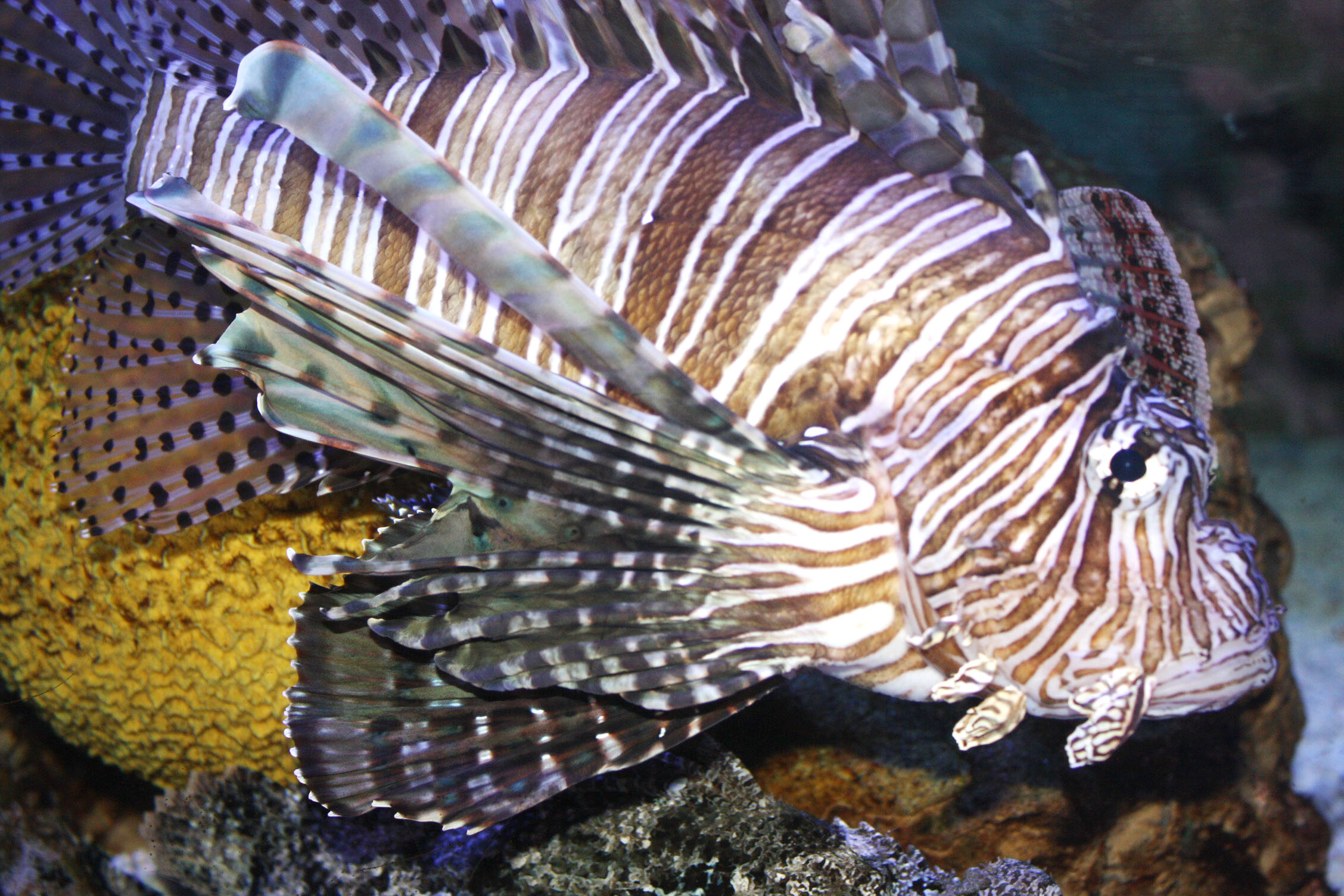 close up of a fancy fish on an ocean bed