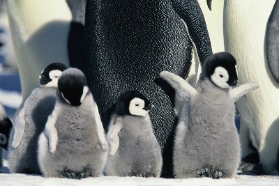 a group of penguins walking away from a penguin