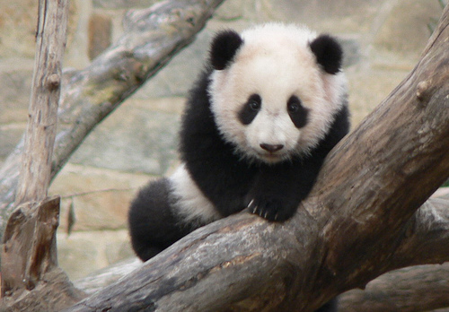 a panda bear is climbing onto a tree nch