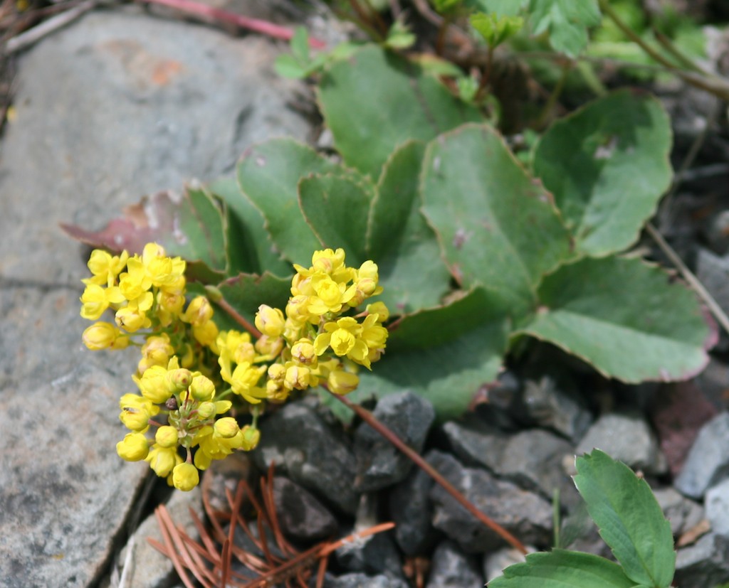 a yellow flower grows out of some rocks and grass