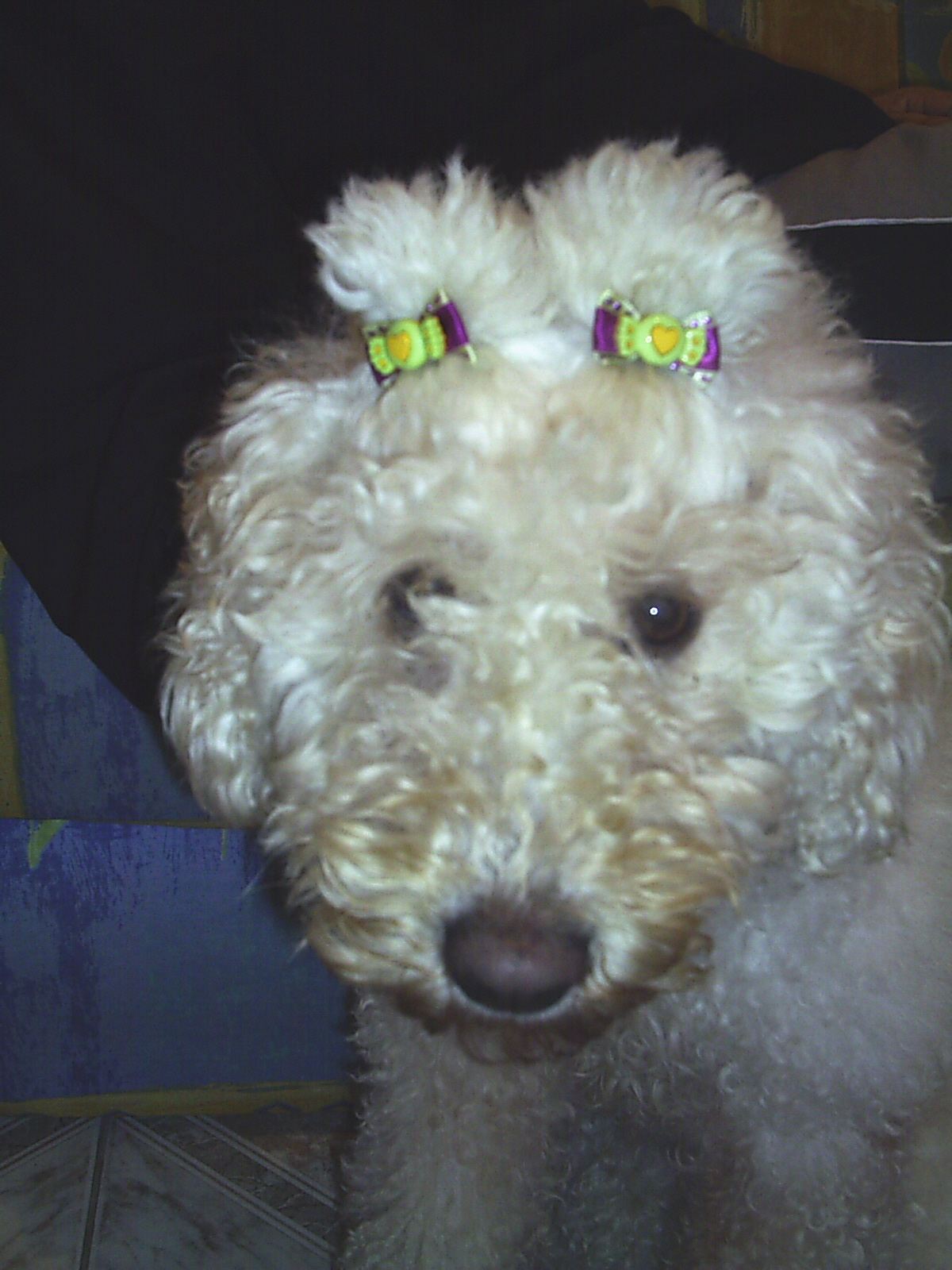 a small white dog wearing cute bows on his head