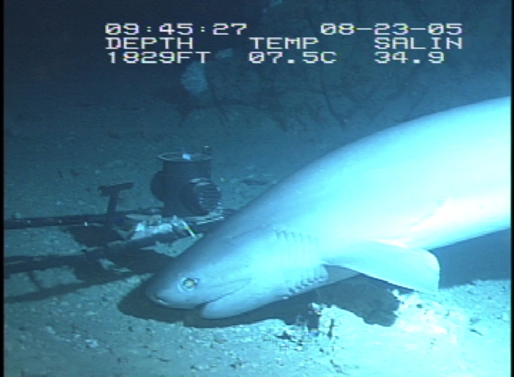 a large white shark with some blue lights in its mouth