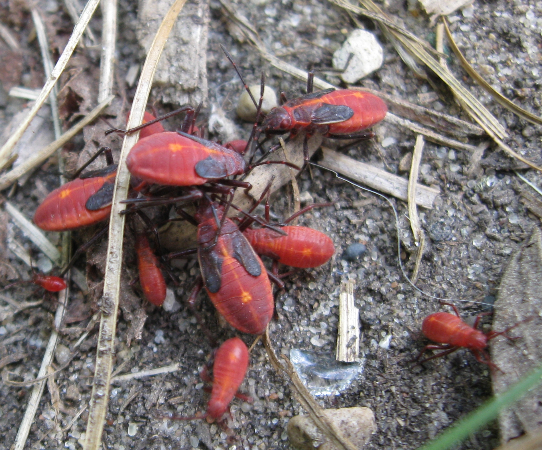 some red bugs are sitting on the ground