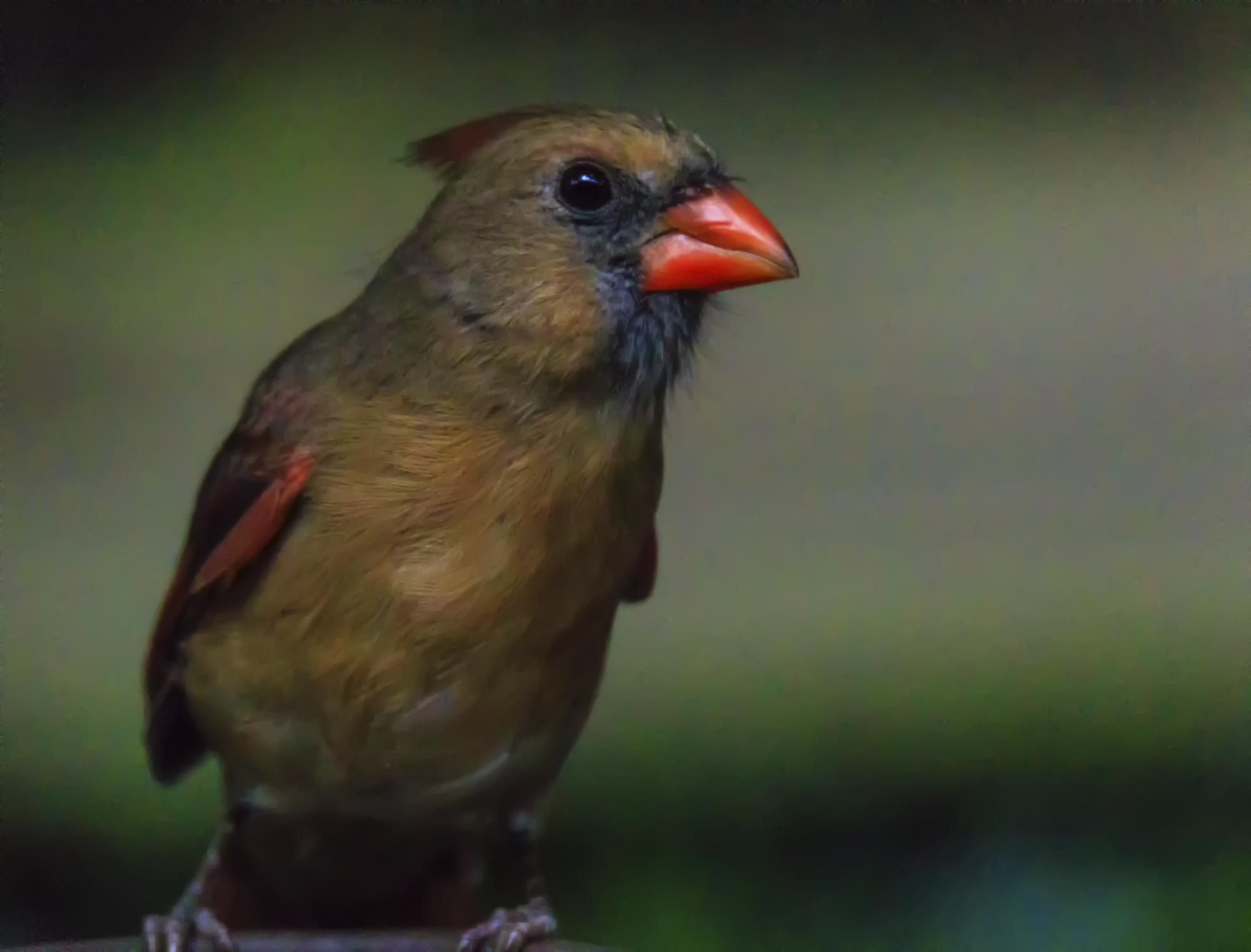 small brown bird with a red nose perched on the edge of a railing