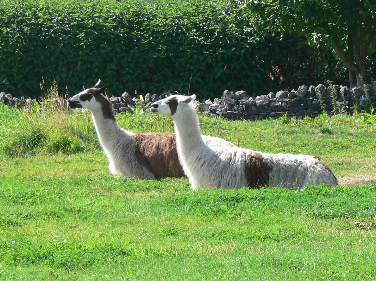 two llamas are resting in the green grass