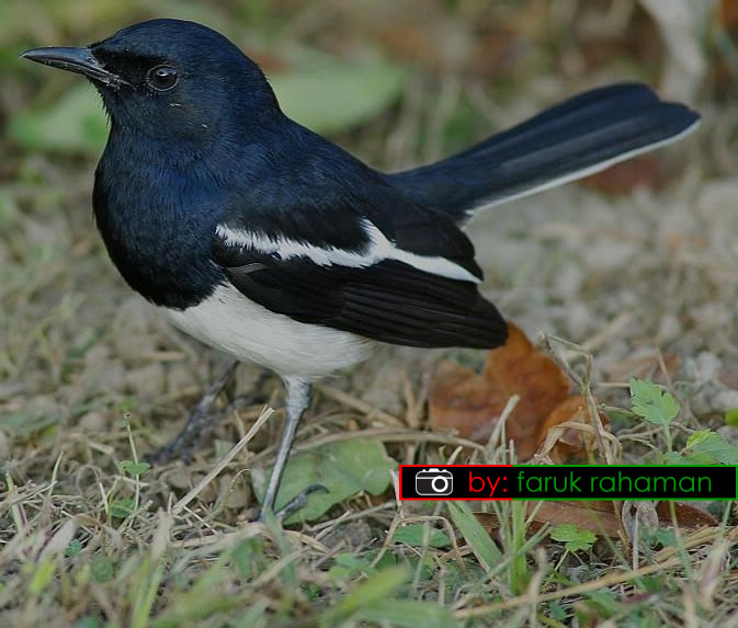 a small black bird with a white stripe standing on the grass