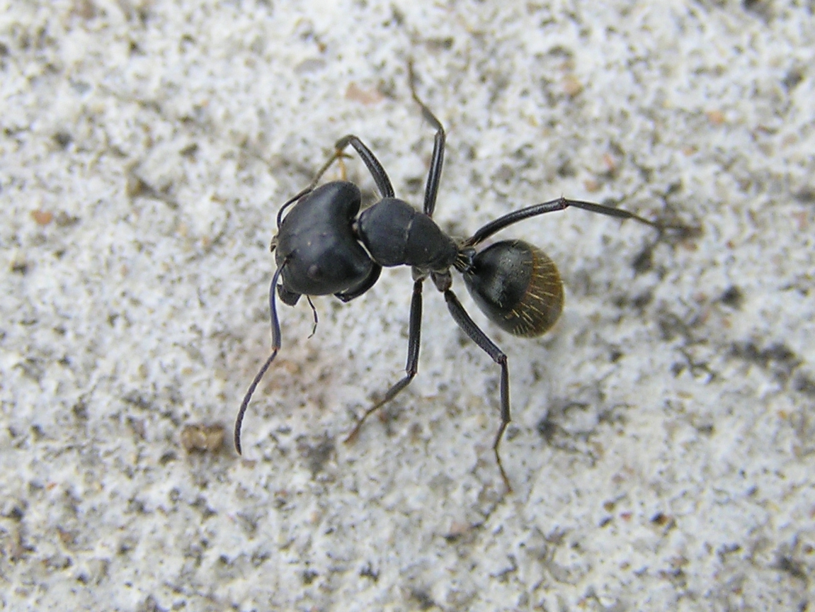 the image shows two very large black bugs