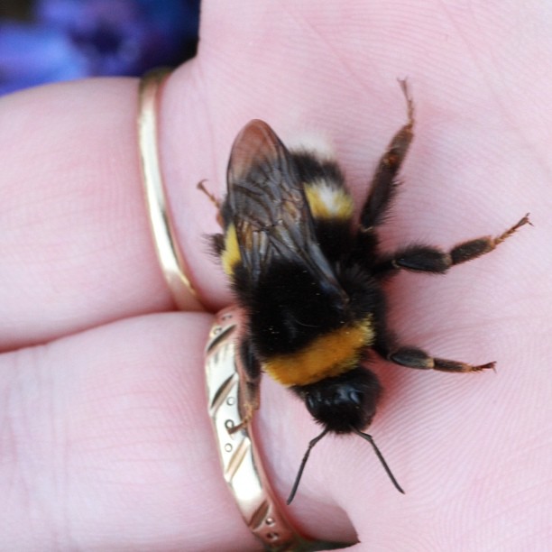 a bee is sitting on a person's finger